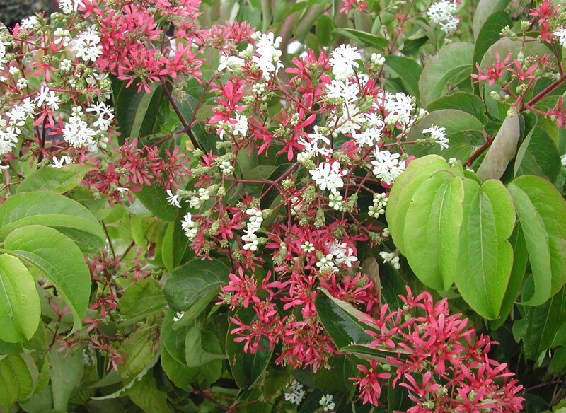 Heptacodium miconioides (Seven-Son Flower)