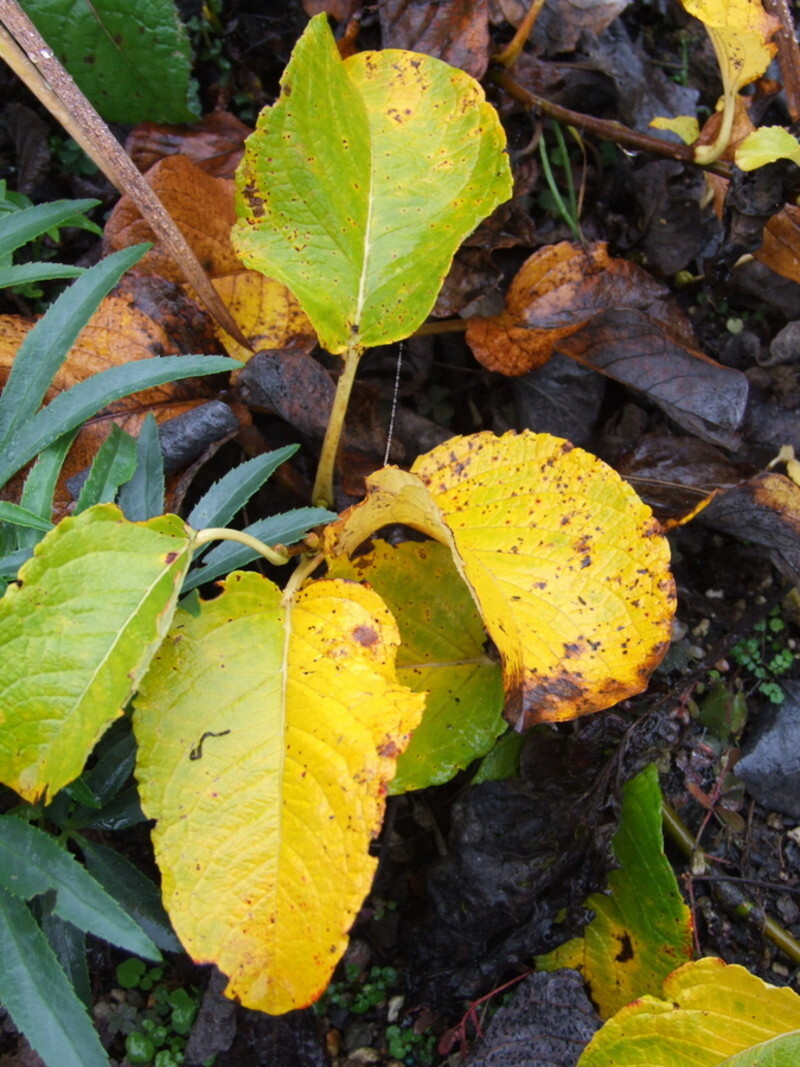 Salix yezoalpina (Creeping Willow)