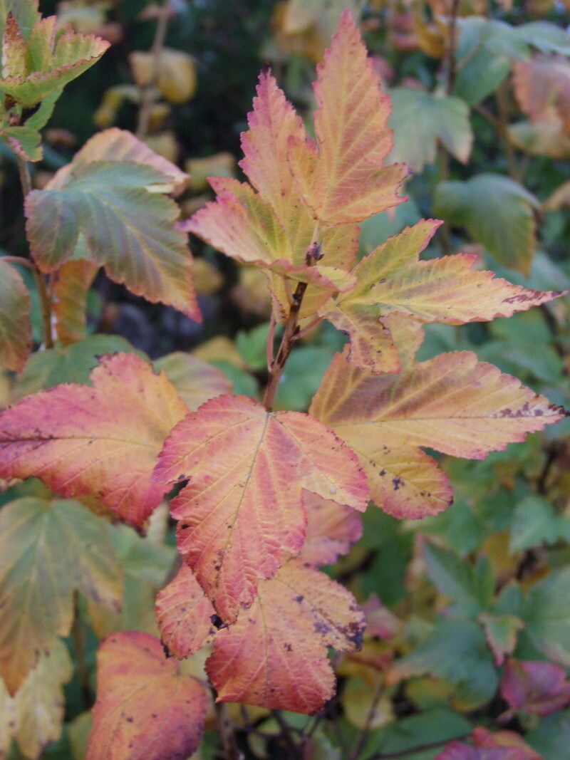 Physocarpus opulifolius 'Dart's Gold' (Common Ninebark)