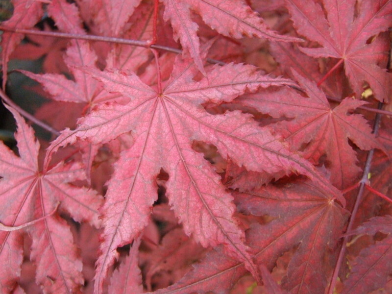 Acer palmatum 'Purple Ghost' (Purple Ghost Japanese Maple)