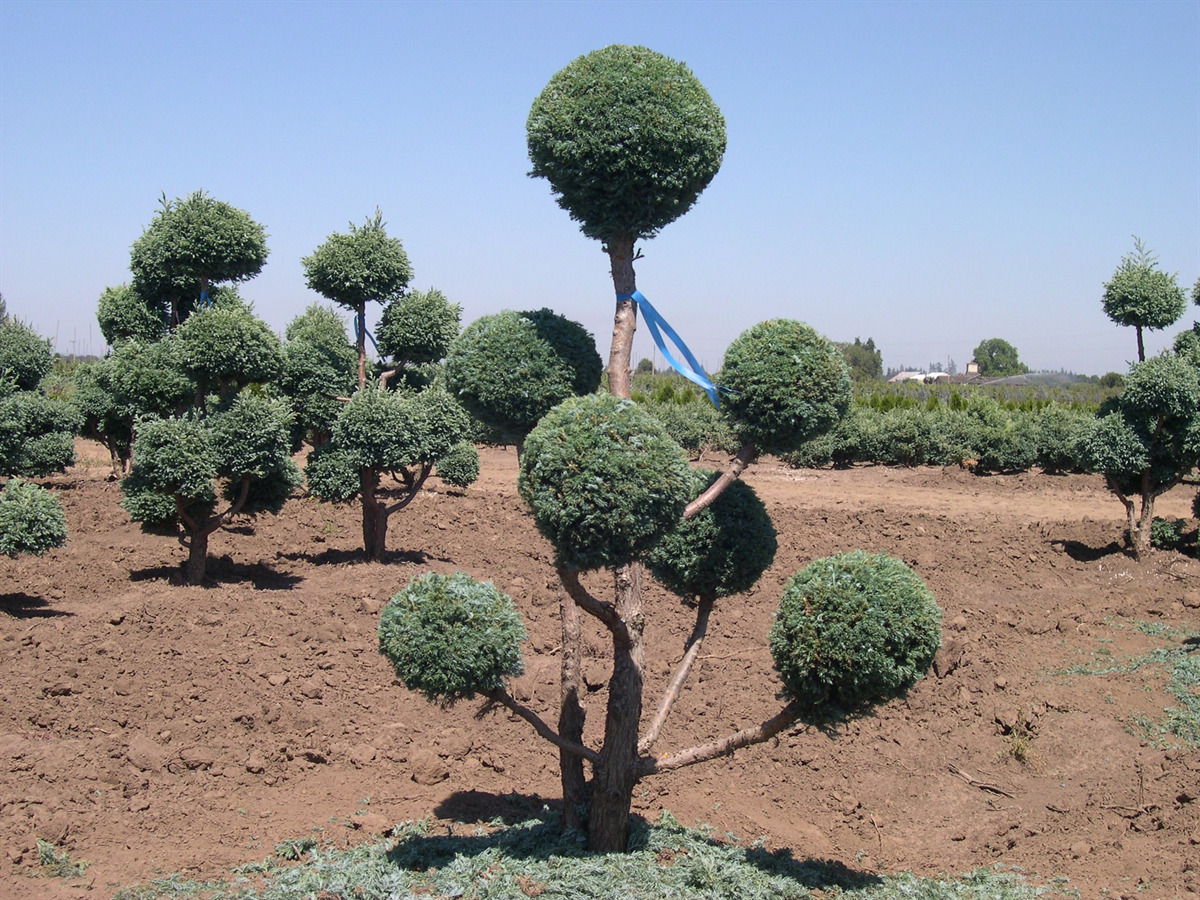 Chamaecyparis pisifera 'Cyano-Viridis' Pom Pom