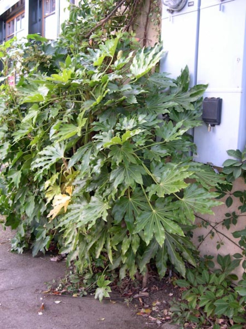Fatsia japonica (Aralia)
