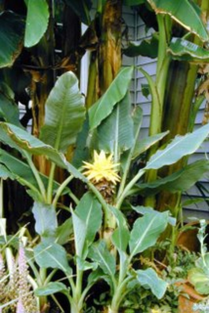 Musella lasiocarpa (Chinese Yellow Banana)