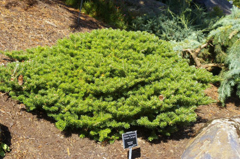 Abies koreana 'Green Carpet' (Green Carpet Korean Fir)