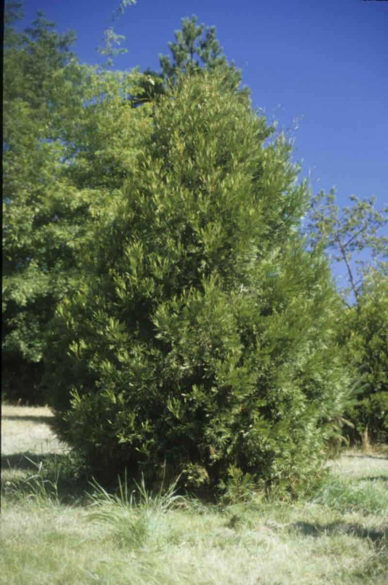 Calocedrus decurrens (Incense Cedar)