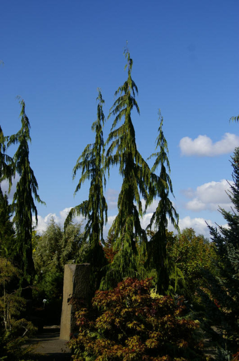 Chamaecyparis nootkatensis 'Pendula' (Weeping Alaska Cedar)