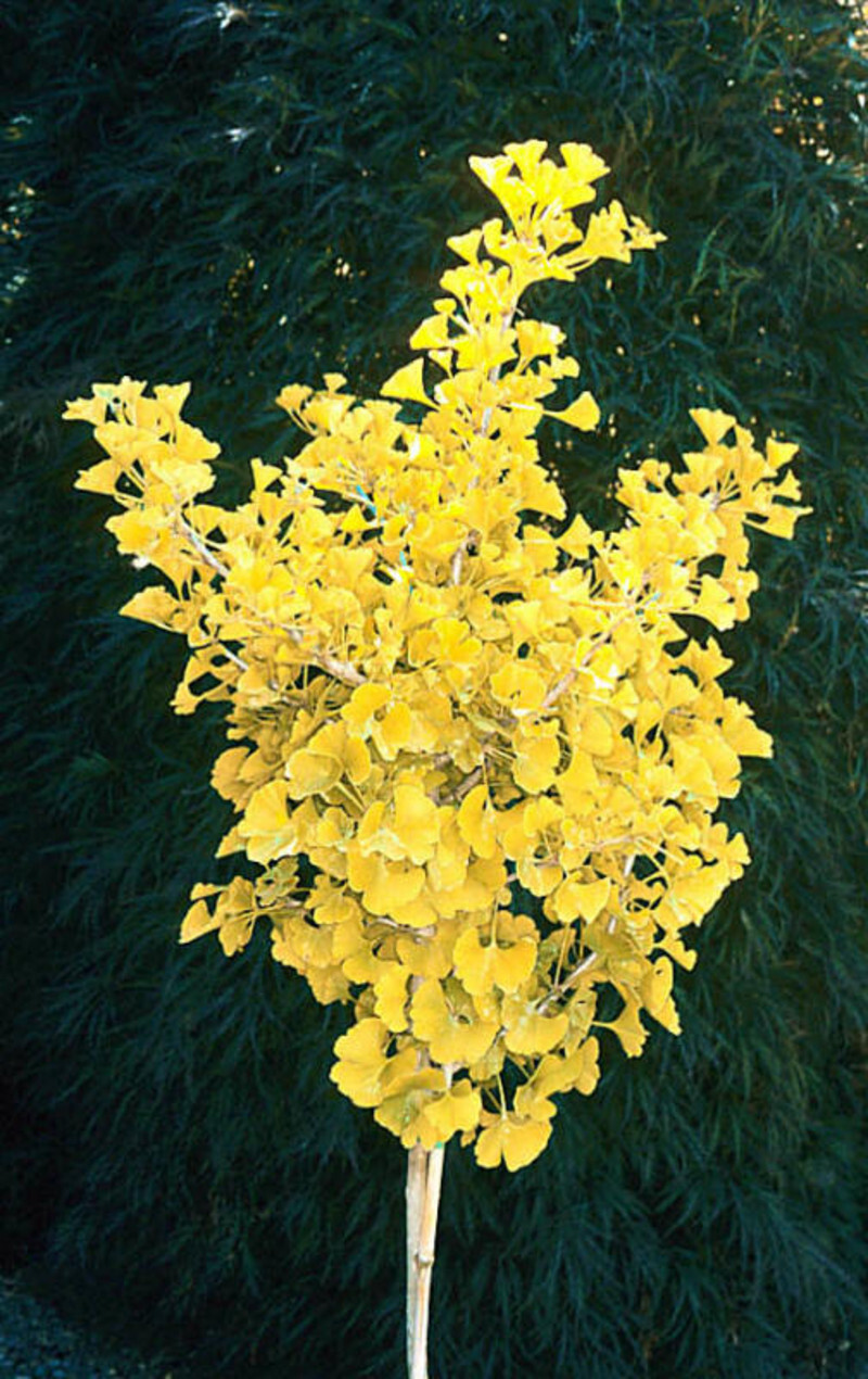 Ginkgo biloba 'Spring Grove' (Maidenhair Tree)