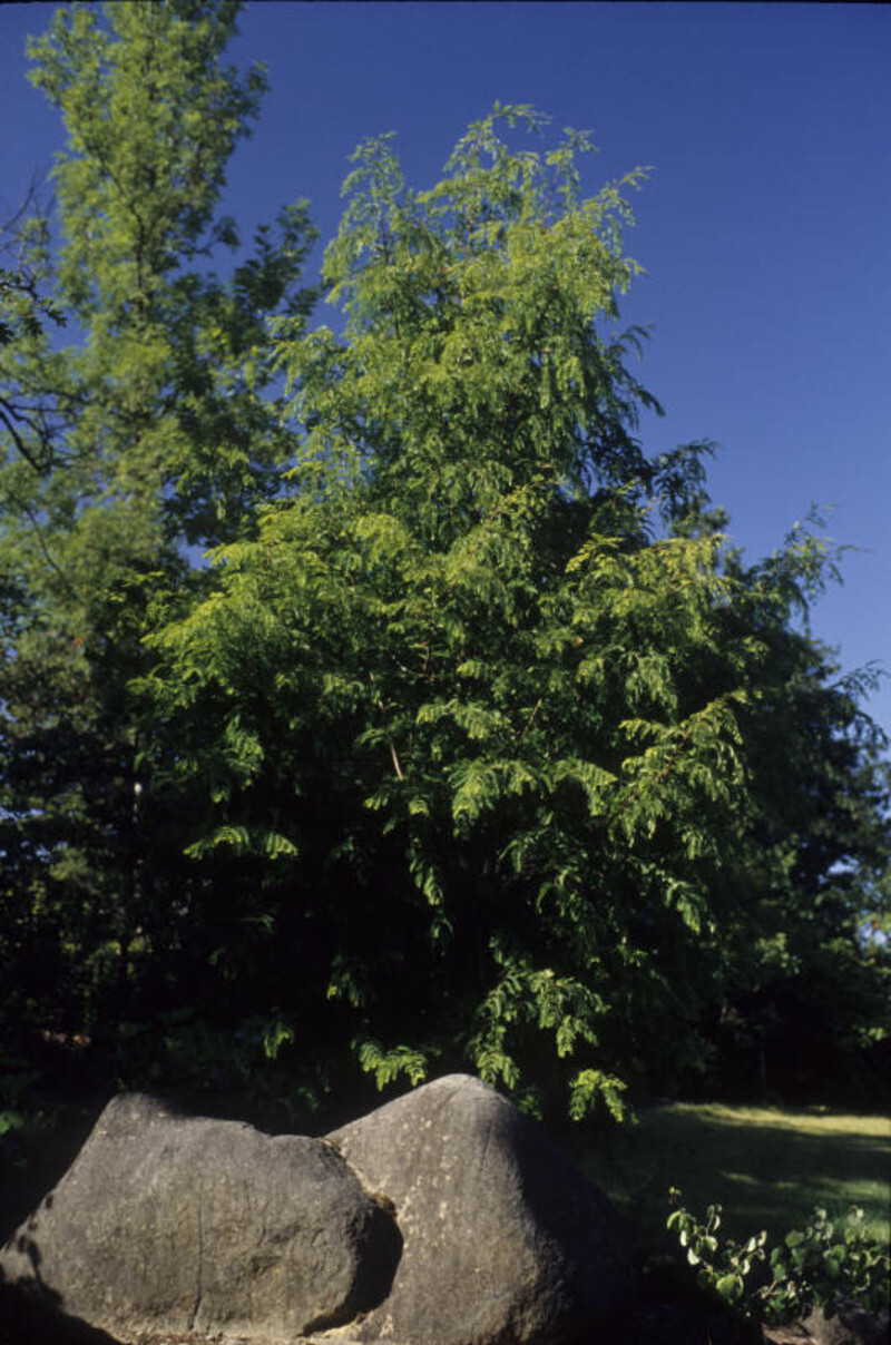 Metasequoia glyptostroboides (Dawn Redwood)