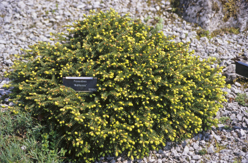Picea abies 'Nidiformis' (Bird's Nest Norway Spruce)