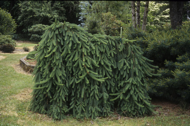 Picea abies 'Pendula' (Weeping Norway Spruce)