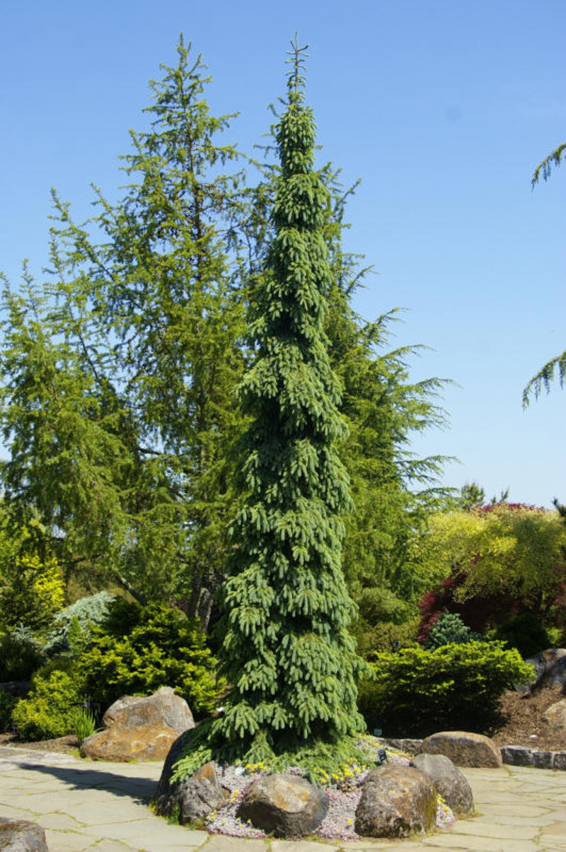 Picea glauca 'Pendula' (Weeping White Spruce)