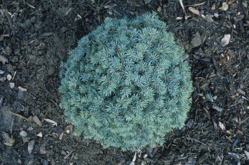 Picea mariana 'Nana' (Dwarf Black Spruce)