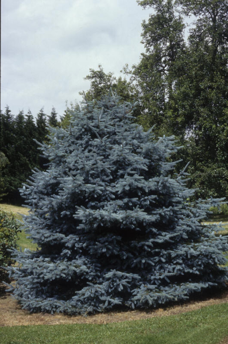 Picea pungens 'Fat Albert' (Colorado Spruce)