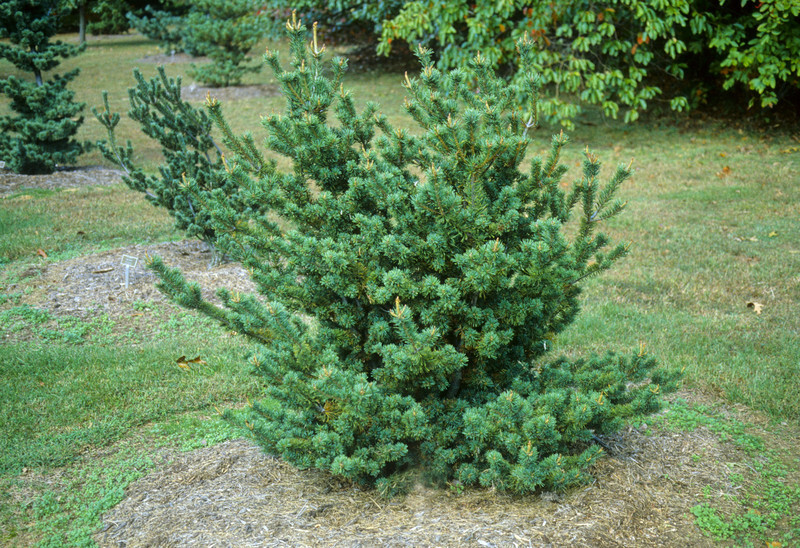 Pinus parviflora 'Adcock's Dwarf' (Japanese White Pine)