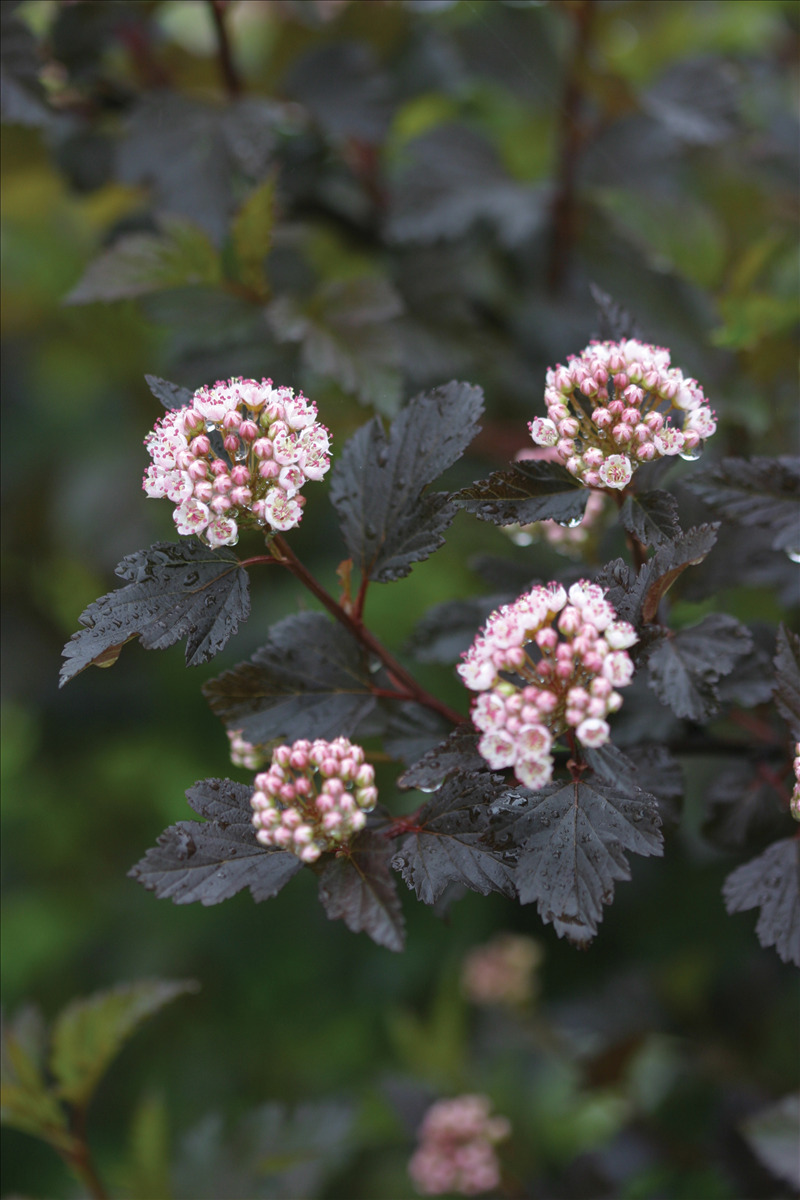Physocarpus opulifolius 'Seward' PP14821