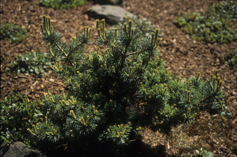 Pinus parviflora 'Hagoromo' (Japanese White Pine)