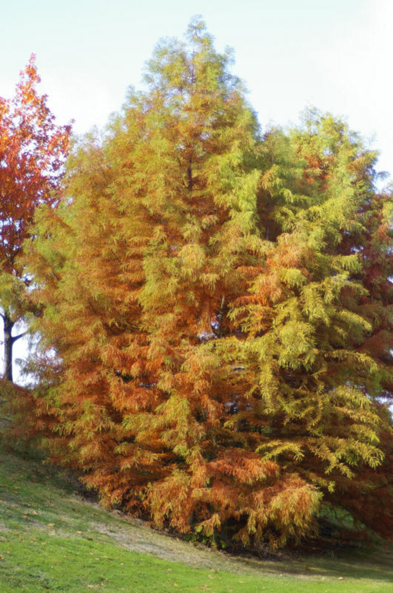 Taxodium distichum (Bald Cypress)