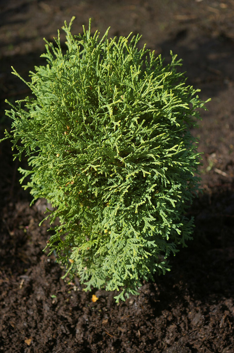 Thuja occidentalis 'Hetz Midget' (American Arborvitae)