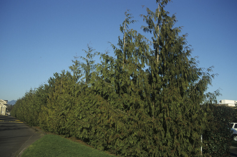 Thuja plicata 'Atrovirens' (Compact Western Red Cedar)