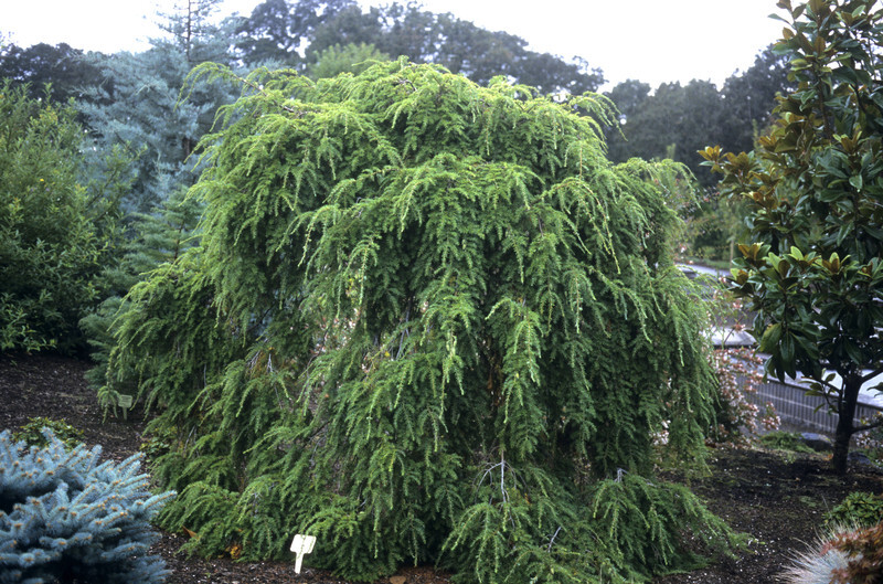 Tsuga canadensis 'Sargentii' (Sargent Hemlock)