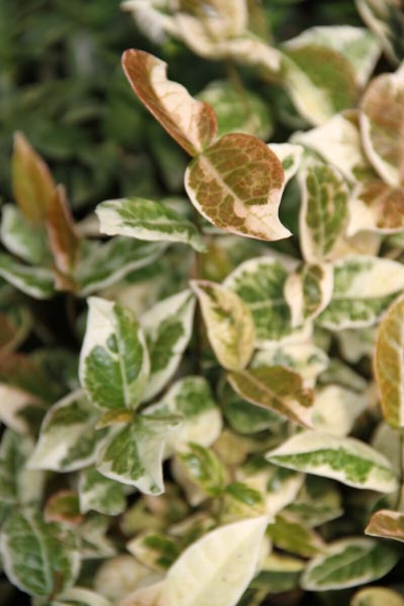 Trachelospermum asiaticum (Japanese Star Jasmine)