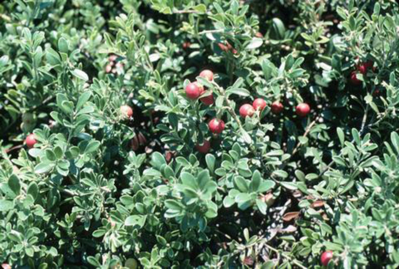 Arctostaphylos uva-ursi 'Massachusetts' (Common Bearberry or Kinnikinnick)