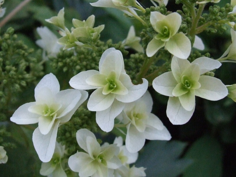 Hydrangea quercifolia 'Snowflake' (Oakleaf Hydrangea)