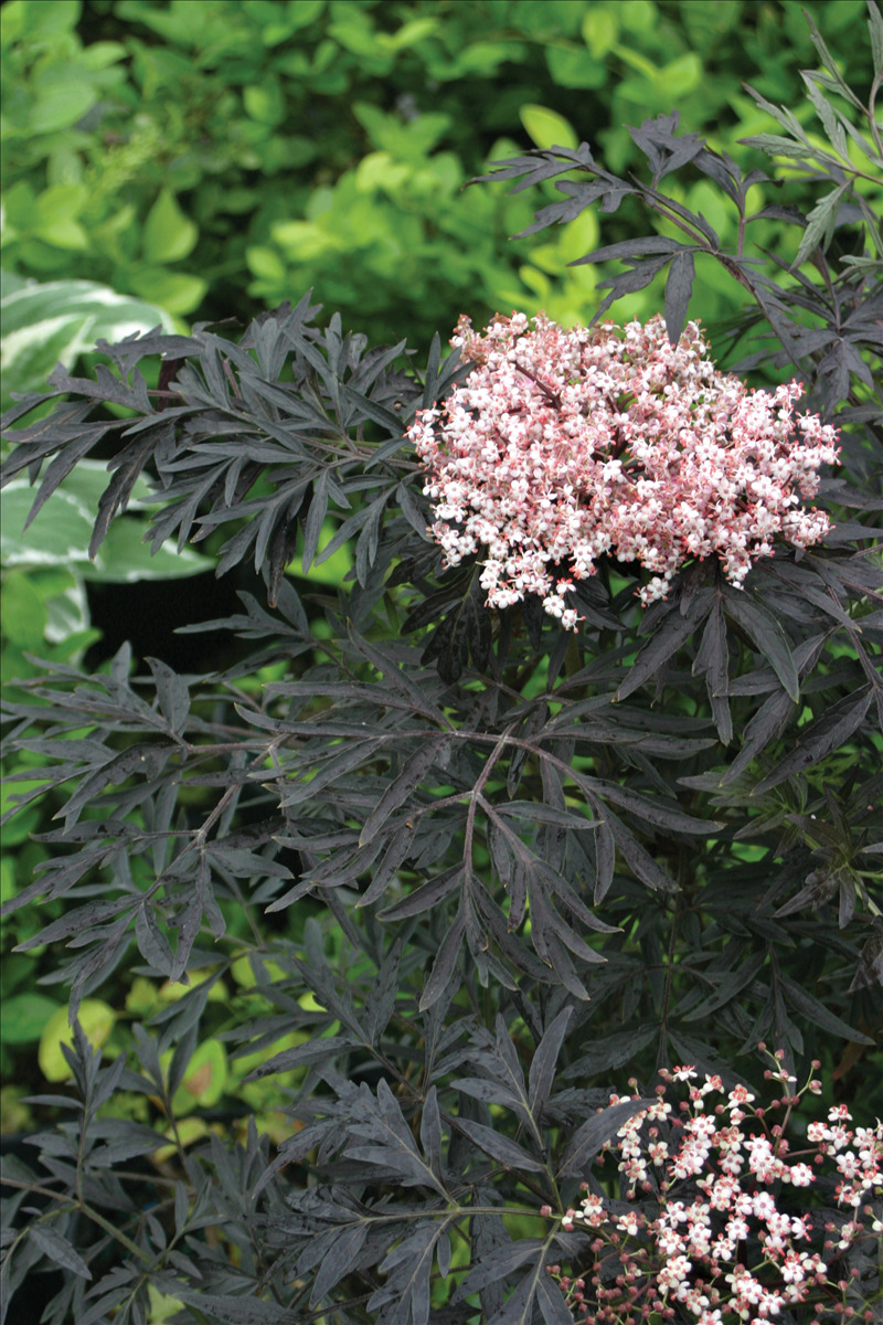 Sambucus nigra 'Eva' PP15575
