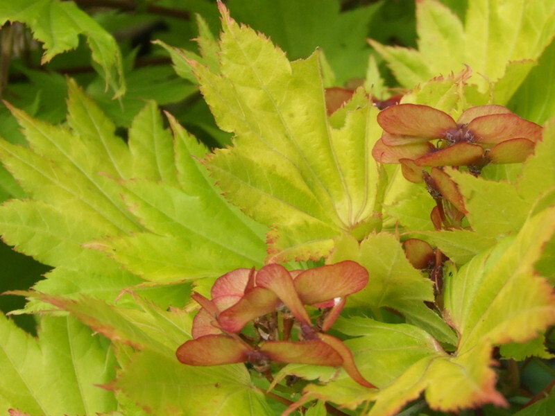 Acer shirasawanum 'Aureum' (Golden Fullmoon Maple)