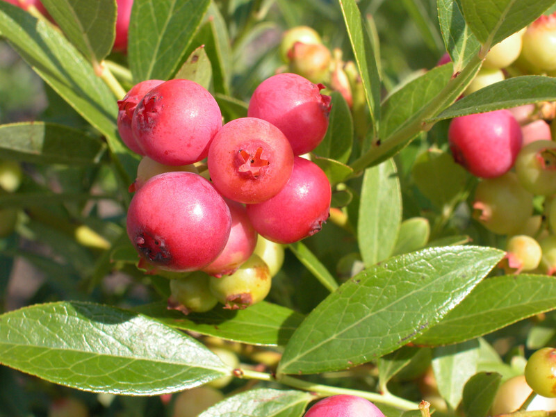 Vaccinium 'Pink Lemonade' (Northern Highbush Blueberry)