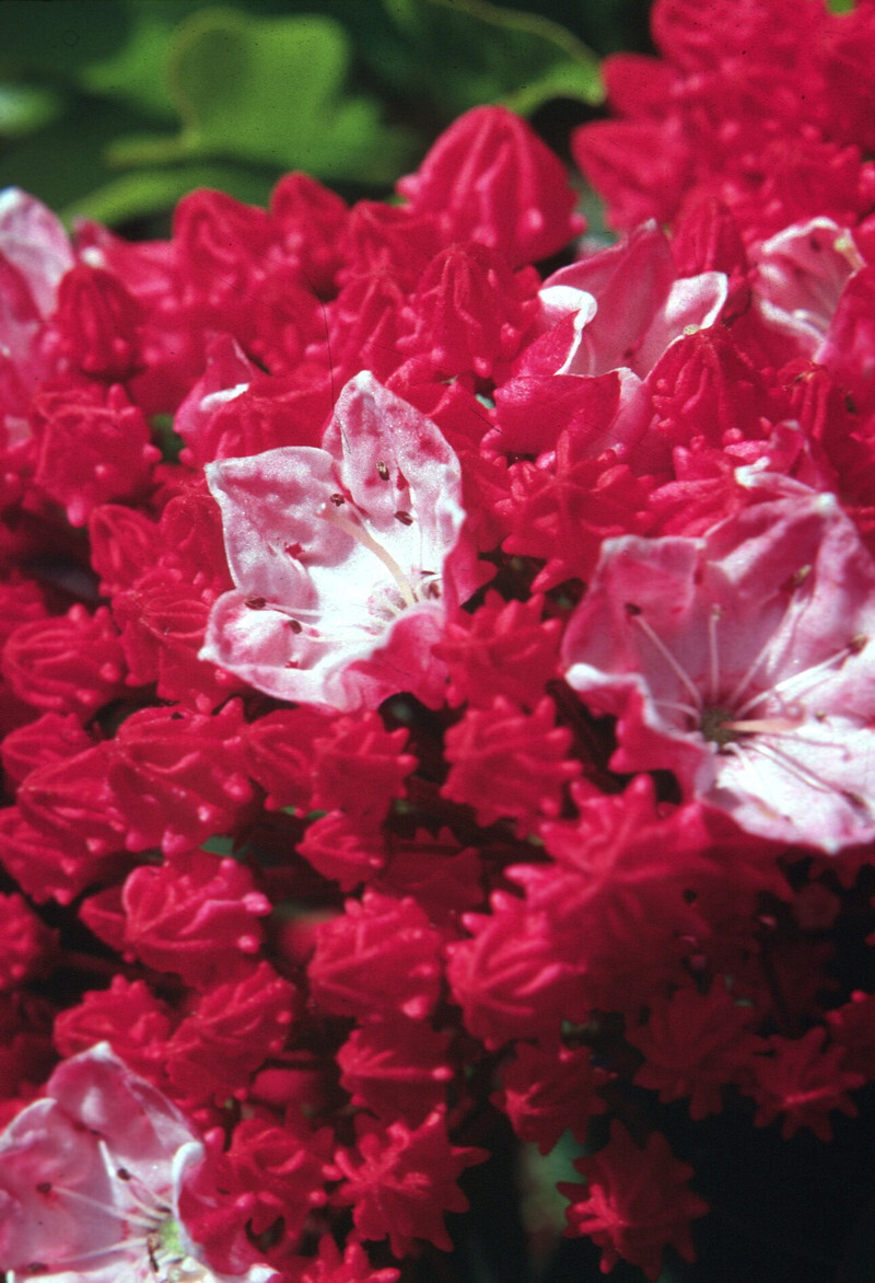 Kalmia latifolia 'Sarah' (Raspberry Glow Mountain Laurel)