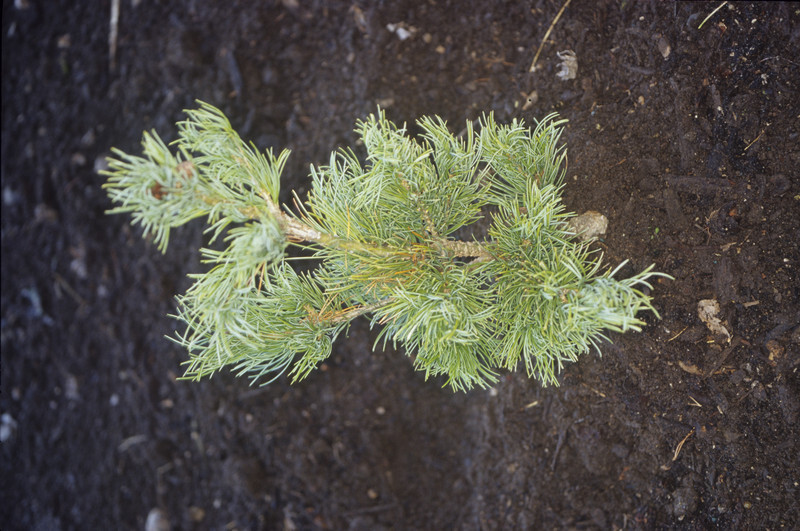Pinus parviflora 'Ara-kawa' (Japanese White Pine)