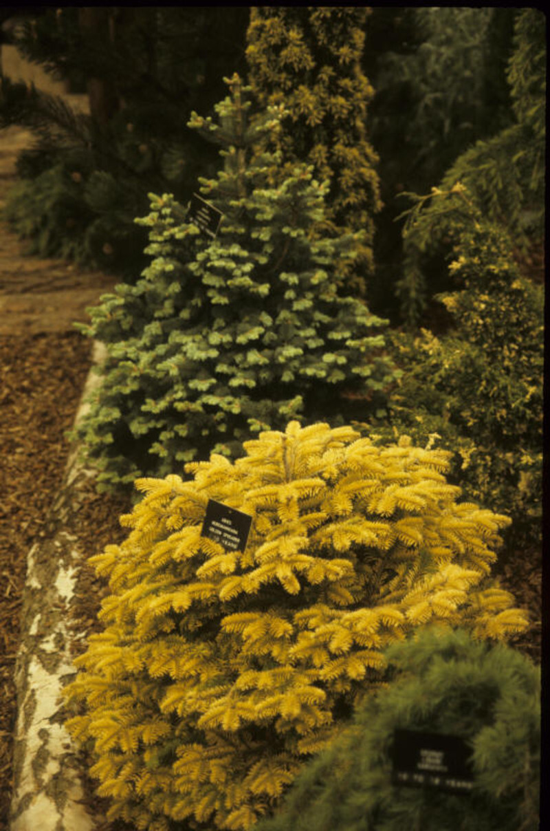 Abies nordmanniana 'Golden Spreader' (Nordmann Fir)