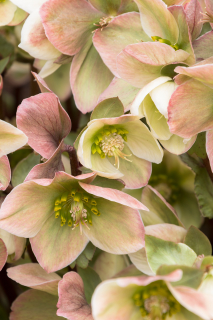 Helleborus x hybridus
