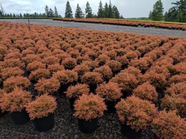 Thuja occidentalis 'Congabe' PP19009