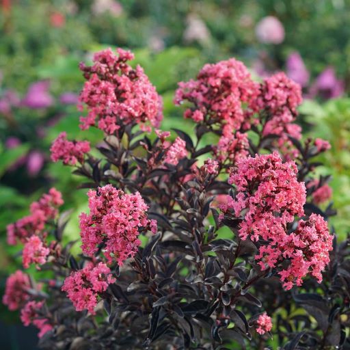 Center Stage™ Coral Crapemyrtle