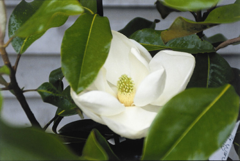 Magnolia grandiflora 'D.D. Blanchard' (Large-Flowered or Southern Magnolia)