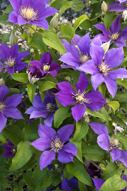Clematis