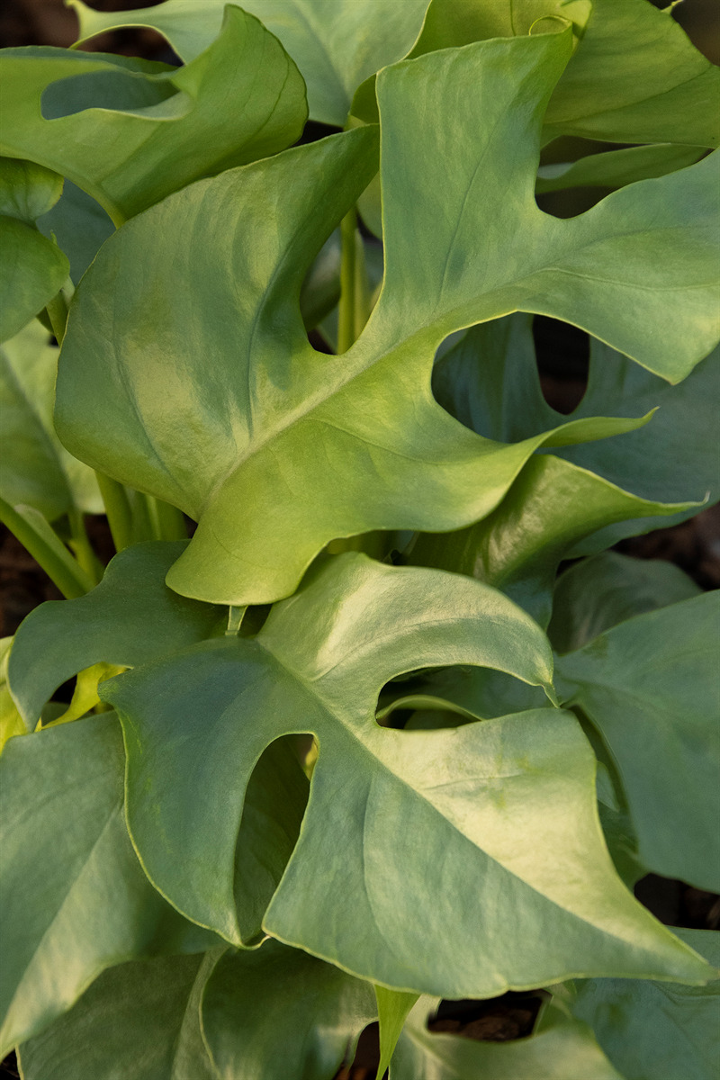 Monstera Ginny