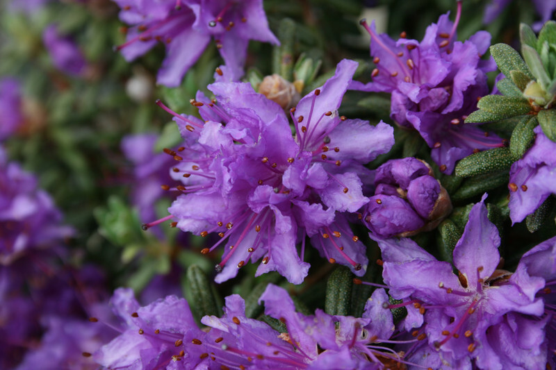 Rhododendron impeditum (Dwarf Purple Rhododendron)