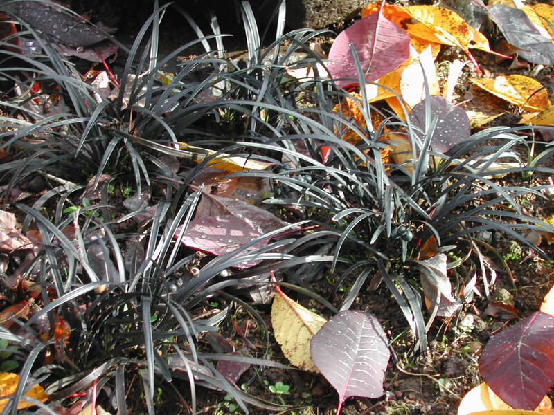 Ophiopogon planiscapus 'Nigrescens' (Black Mondo Grass)