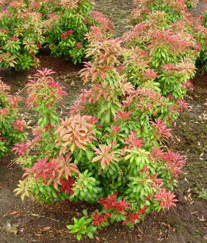 Pieris japonica 'Mountain Fire'