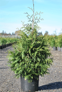 Thuja plicata 'Green Giant' 