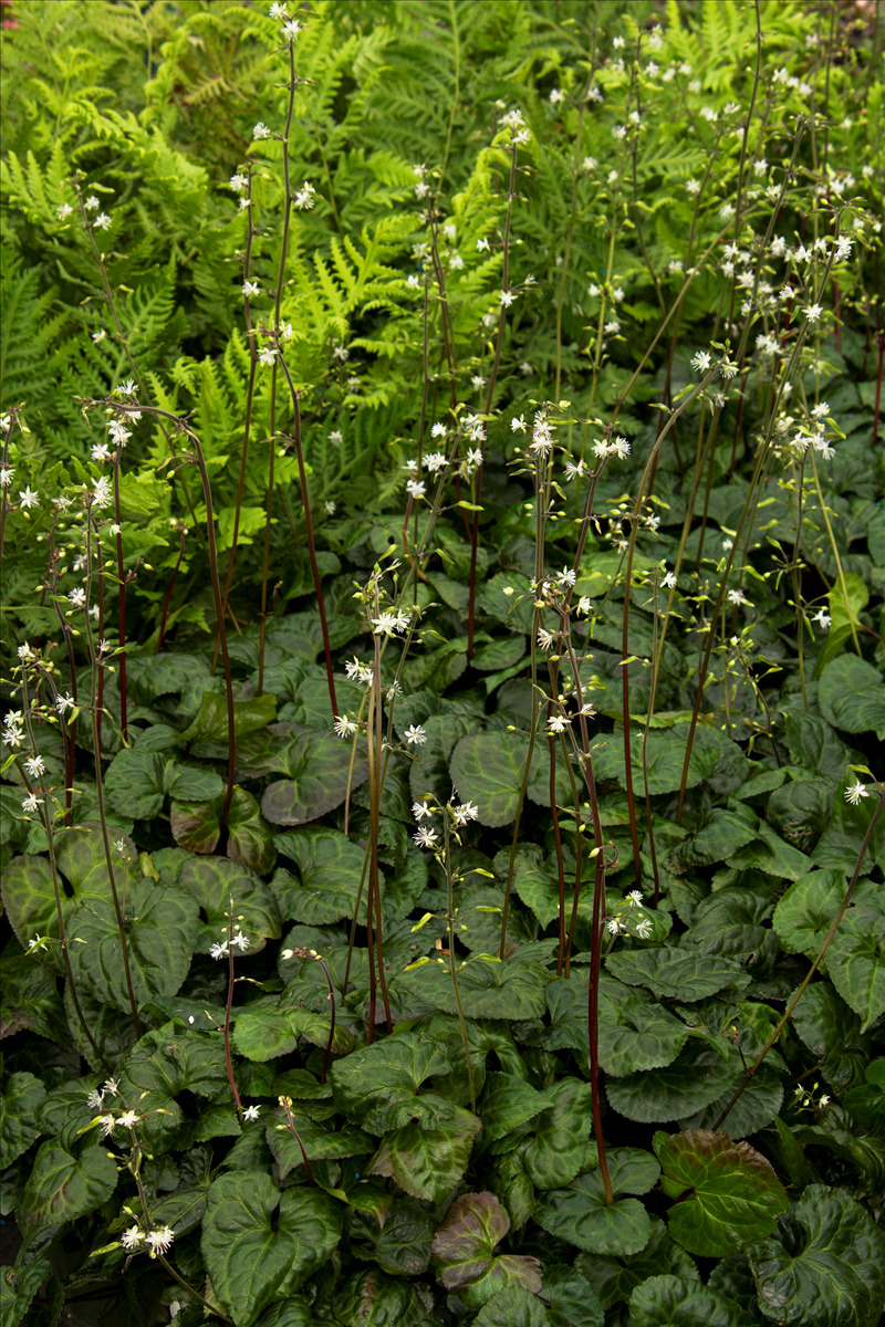 Beesia deltophylla