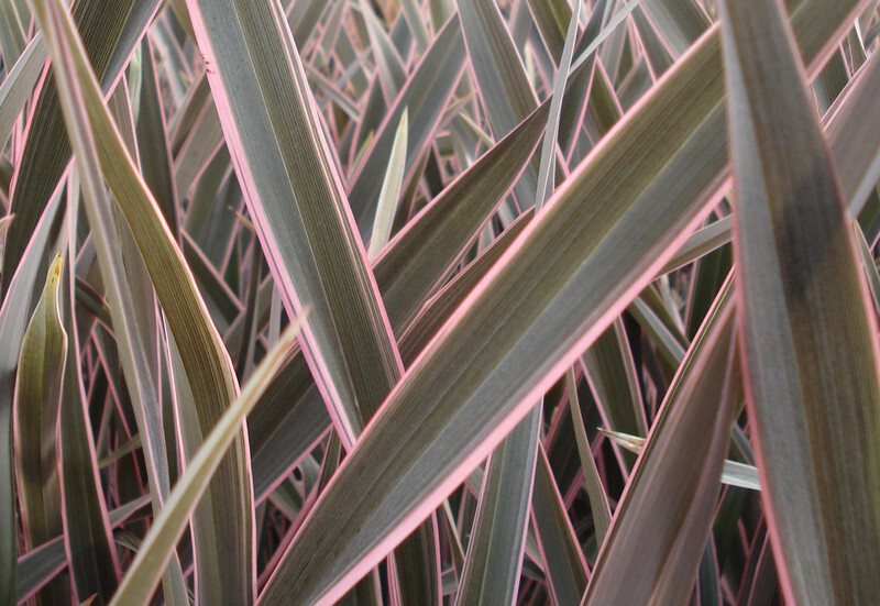 Phormium 'Pink Stripe' (Flax Lily)