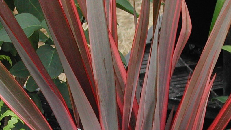Phormium 'Sundowner' (Sundowner Flax Lily or New Zealand Flax)