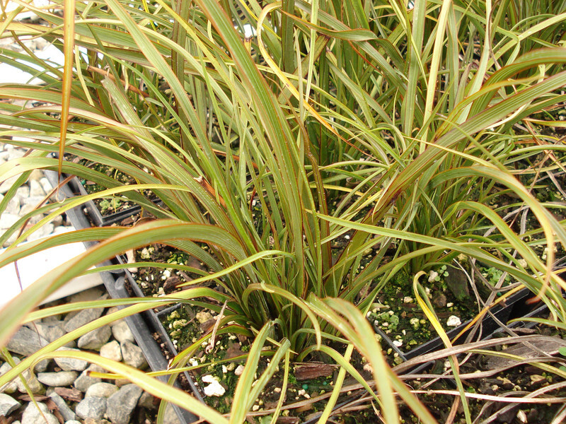 Phormium 'Tom Thumb' (Tom Thumb Flax Lily or New Zealand Flax)
