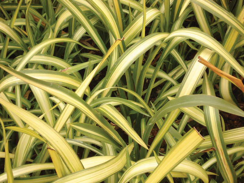 Phormium 'Yellow Wave' (Flax Lily)