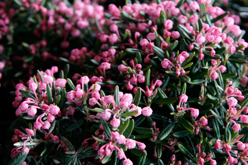 Andromeda polifolia 'Blue Ice' (Blue Ice Bog Rosemary)