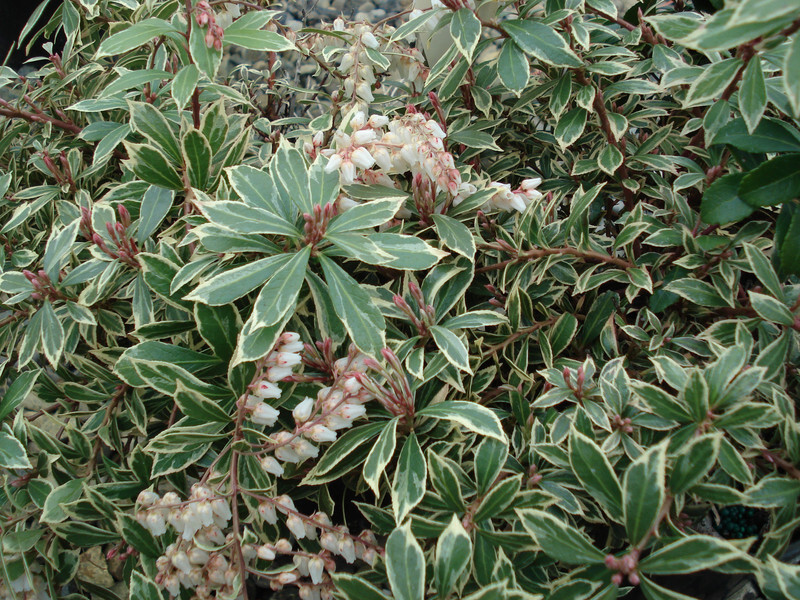 Pieris japonica 'Little Heath' (Japanese Pieris or Lily-of-the-Valley Shrub)